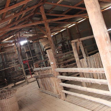 Shearing shed